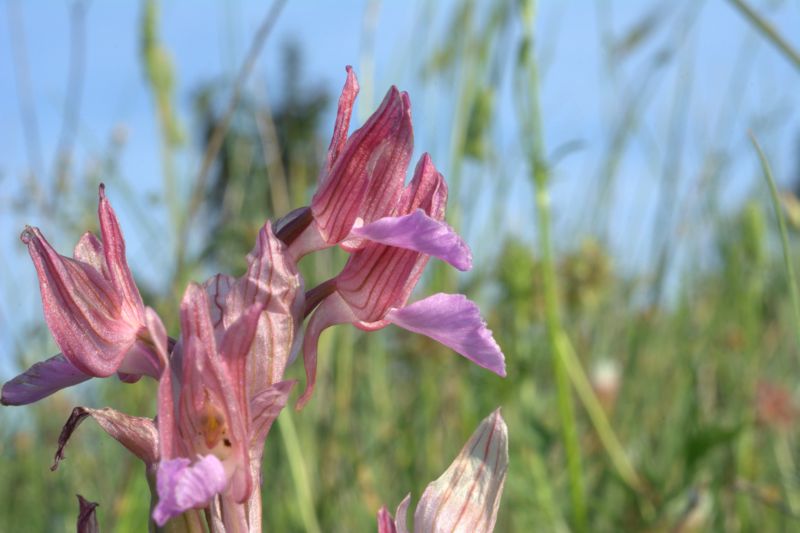 Anacamptis papilionacea